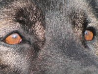 Anori  Bes.: Chrigel Rossel